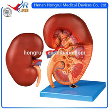 ISO Anatomical Human Kidney Model